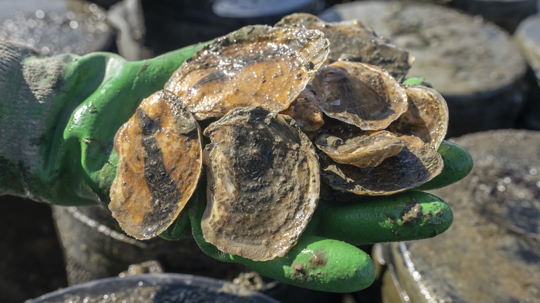 Farmer's gloved hand holding a few freshly caught oysters in Maine