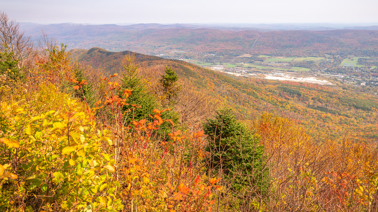 Greylock autumn tree hills