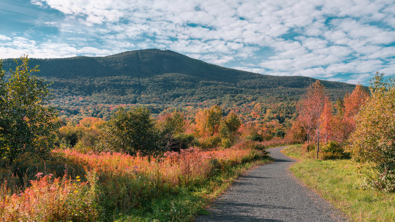 Mount Greylock peak fall foliage