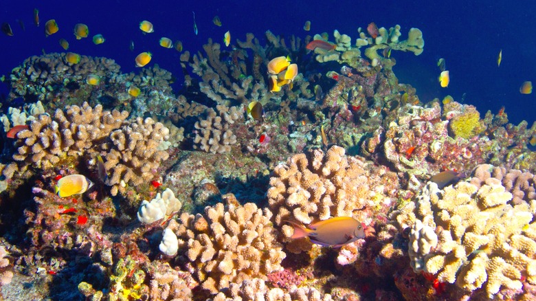 Colorful coral and tropical fish at Molokini Crater, Maui