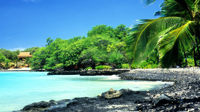 Volcanic beach and palm trees at La Perouse Bay, Maui