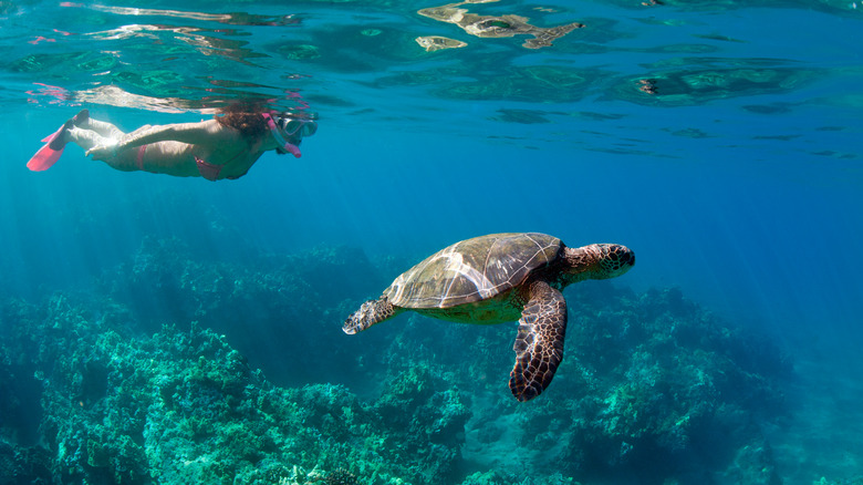 Woman snorkeling with sea turtle, Maui