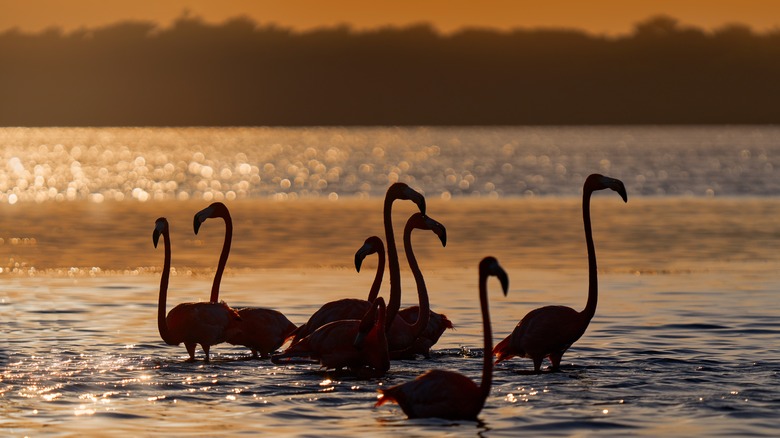 Flamingos at sunset