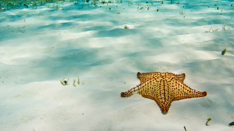 Starfish at El Cielo in Cozumel.