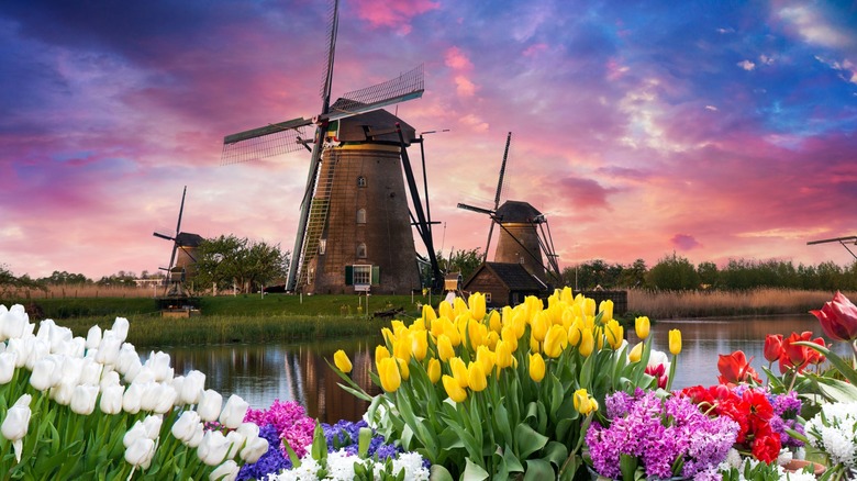 tulips and windmill at sunset