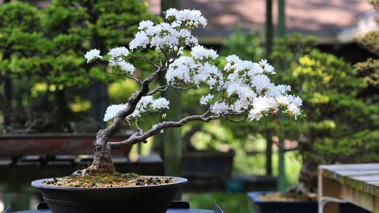 A small tree with white flowers