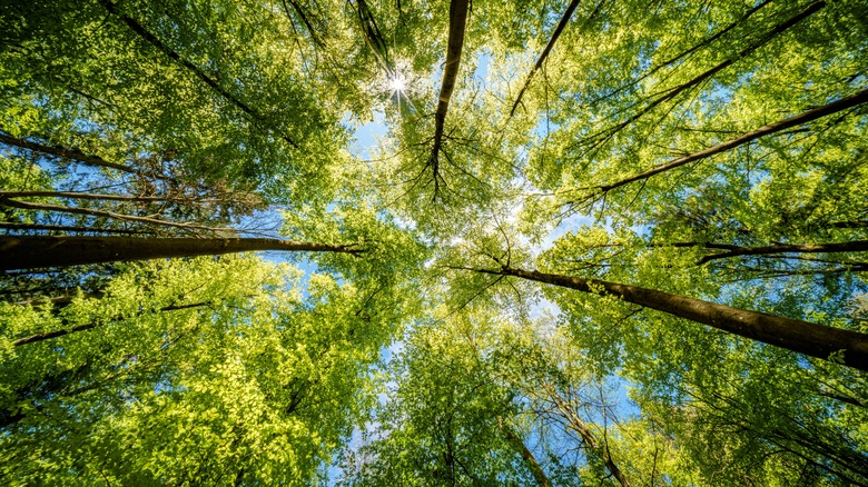 A forest canopy