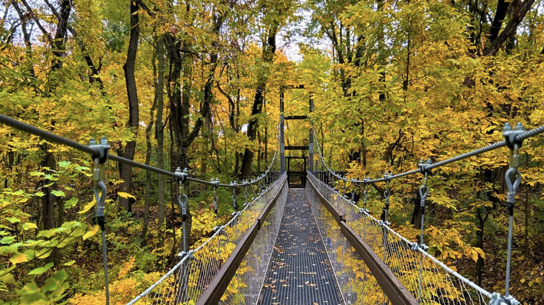 A path in a forest canopy