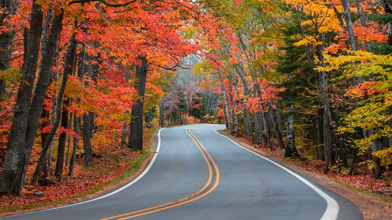 Tunnel of Trees in Michigan