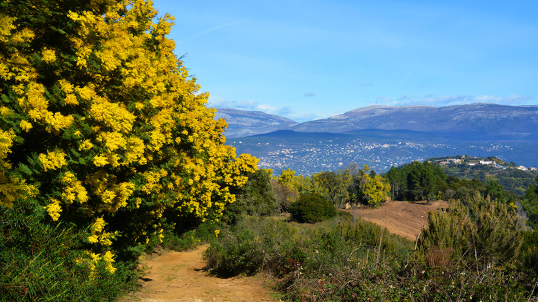 Mimosa tree along hiking trail in Tanneron, France