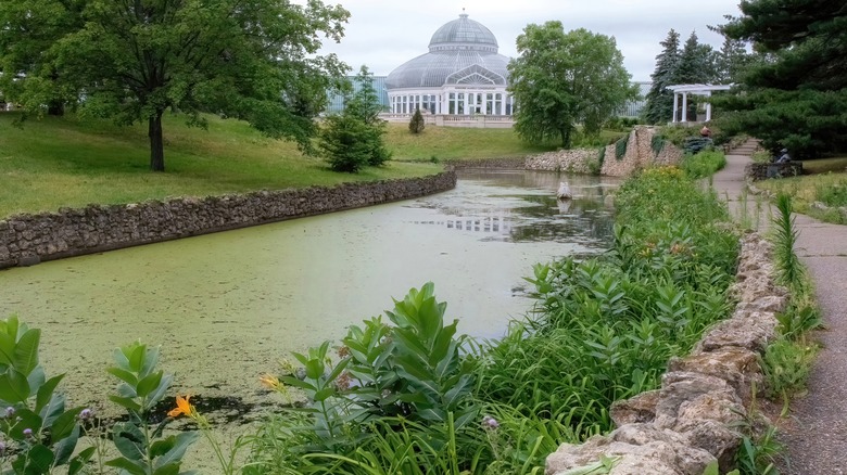 Frog pond at Como Park