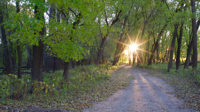 Sunlight shining on forest trail in Minnesota