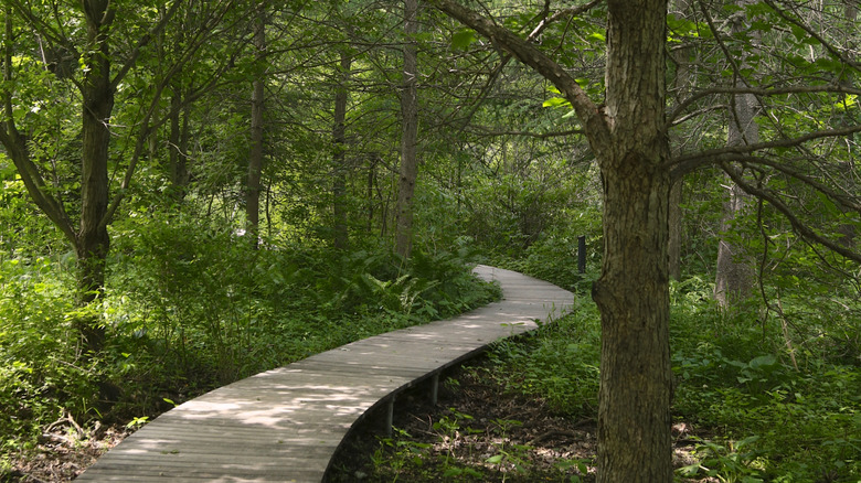 Wooden boardwalk through forest in Minnesota