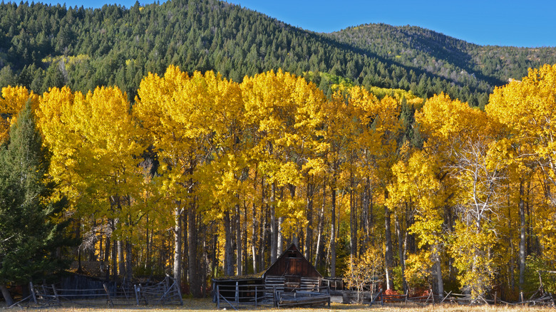 Log cabin near autumn trees in mountains, Anaconda, Montana