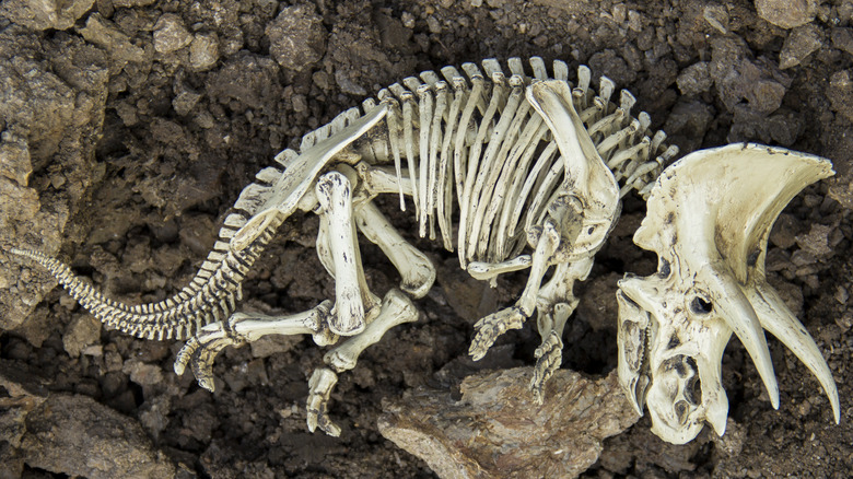 triceratops fossil in ground