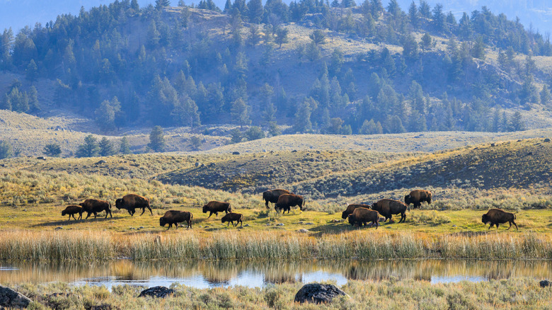 View of buffalo in Yellowstone National Park