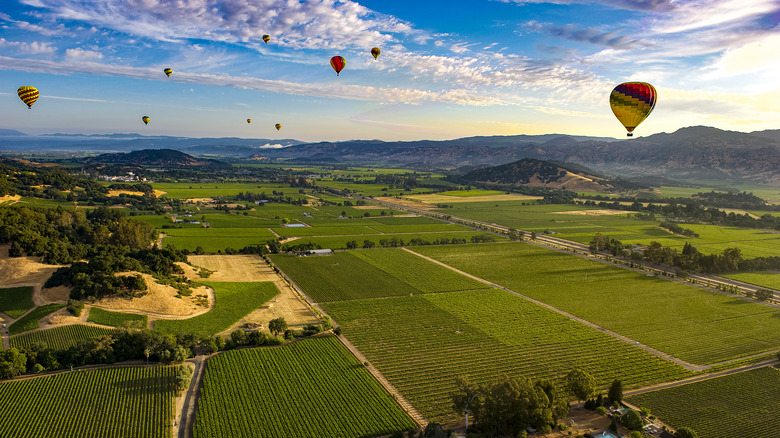 Hot air balloons over vineyards