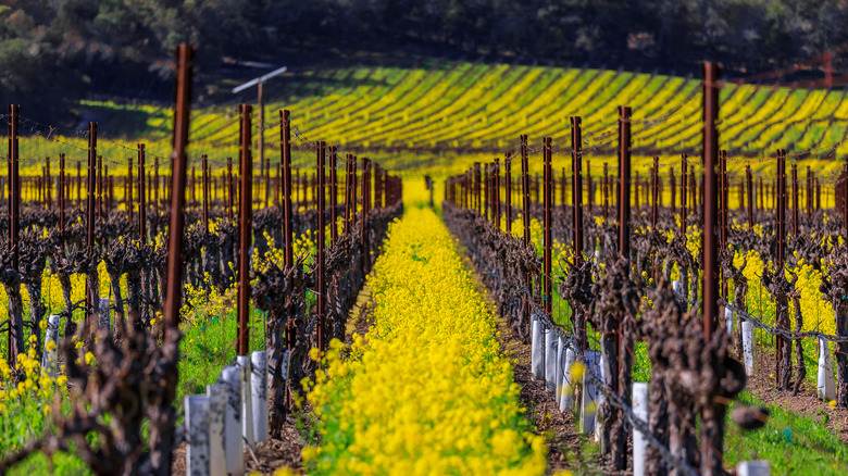 Yellow flowers in the vineyards of Yountville, California