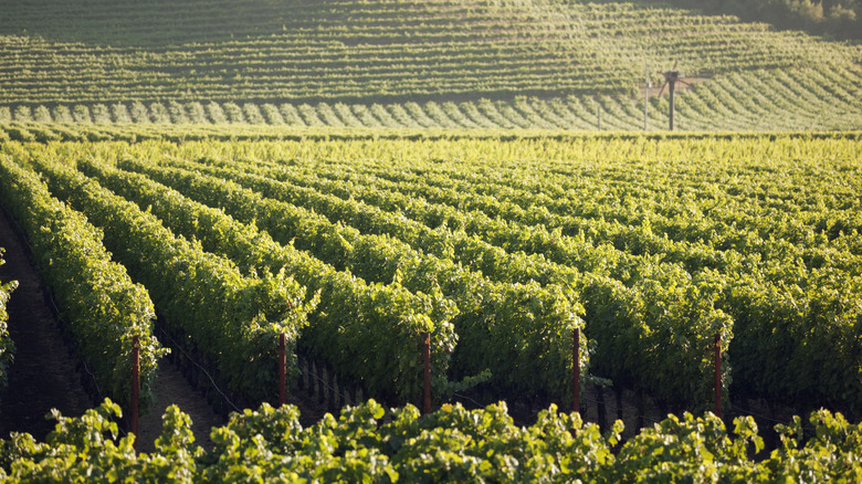 Vineyard in Napa Valley