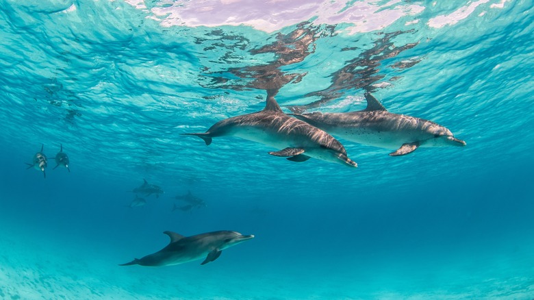 Dolphins in Bimini 