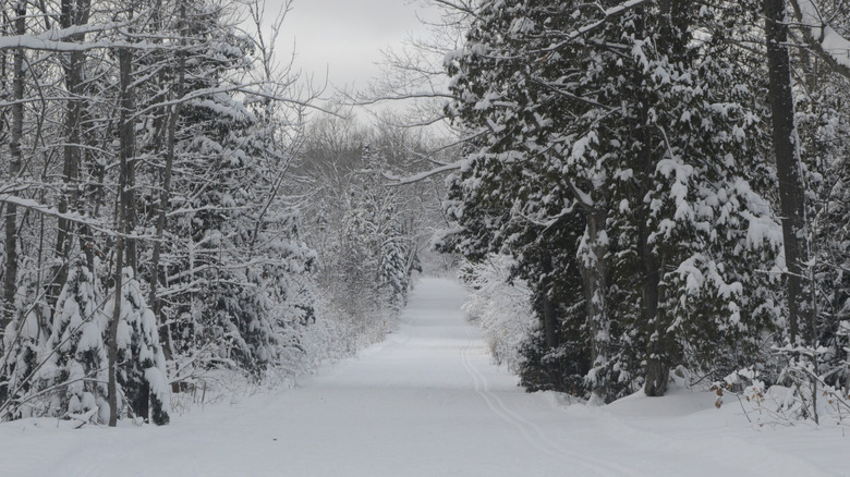 Isle Royale National Par trail covered in snow in the winter