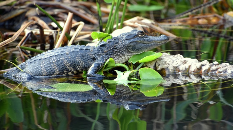 Baby alligator at Everglades National Park in Florida