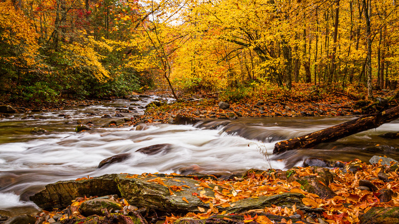 Fall colors at Great Smoky Mountains National Park