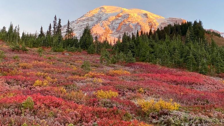 Mount Rainier National Park in Washington state