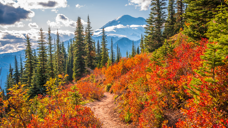 Fall view of Mount Rainier National Park in Washington