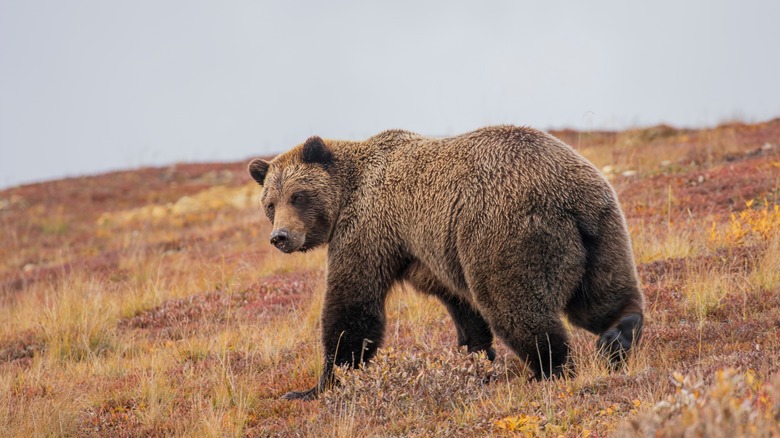 Bear walking in Denali National Park