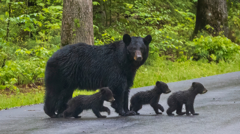 Mama bear and three cubs cross the road in Great Smoky Mountains National Park