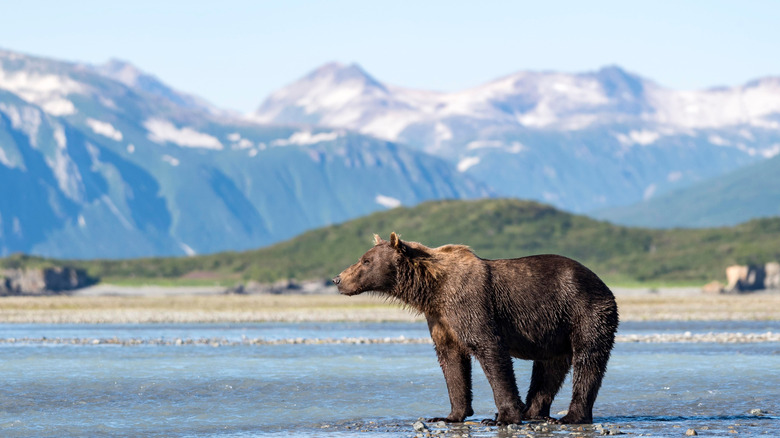 Lone bear against the mountains in Katmai National Park