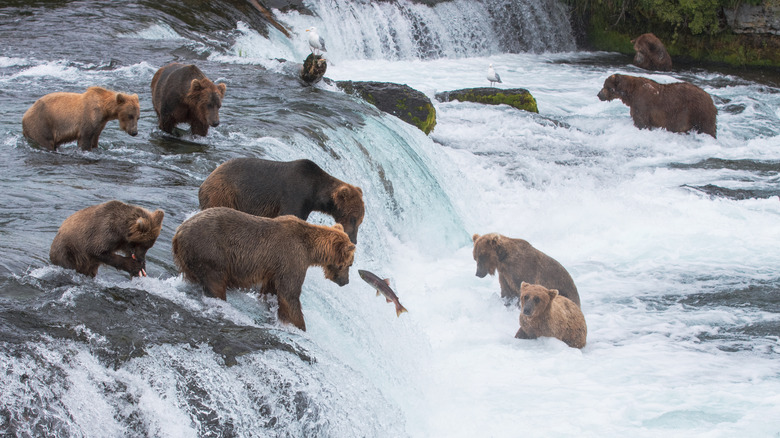 Bears hunting salmon at Brooks Falls, Katmai National Park