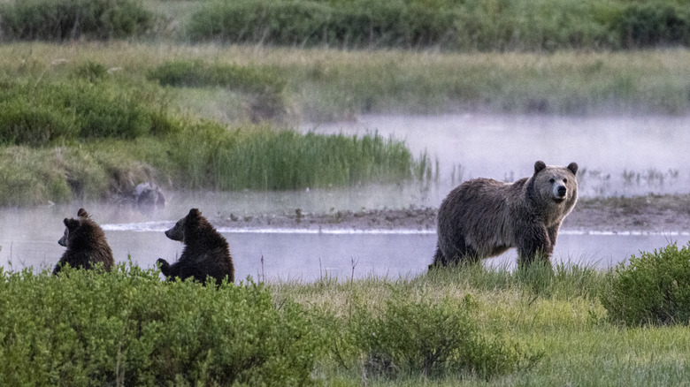 Mama bear and two cubs in Yellowstone National Park