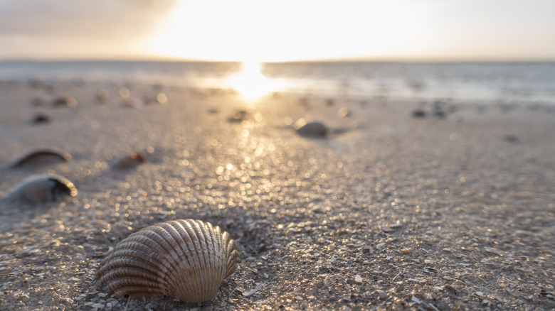 Shells on beach at sunset