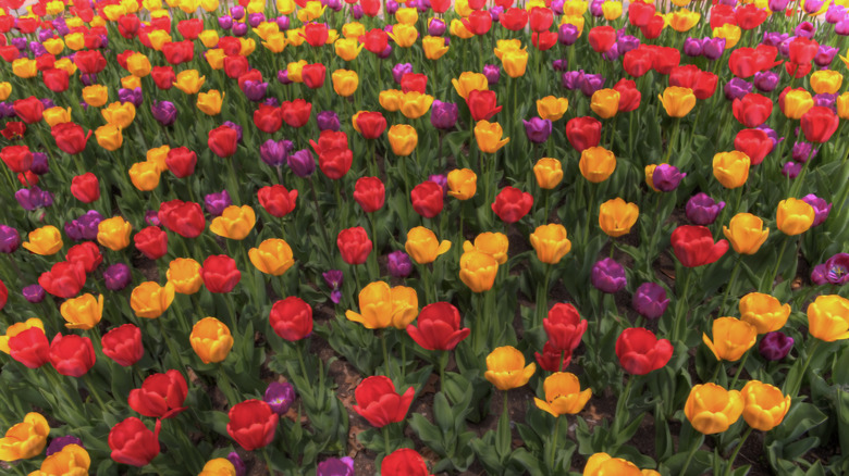 Colorful tulips at the Sunken Gardens in Lincoln, Nebraska