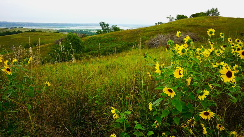 Flowers on a hillside in Niobrara State Park