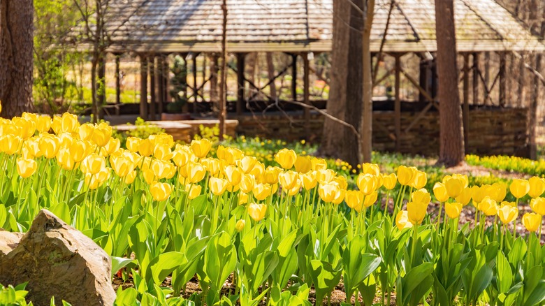 A bunch of yellow tulips at Garvan Woodland Gardens