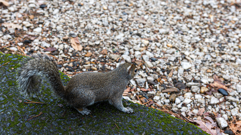 Squirrel along the hiking trail