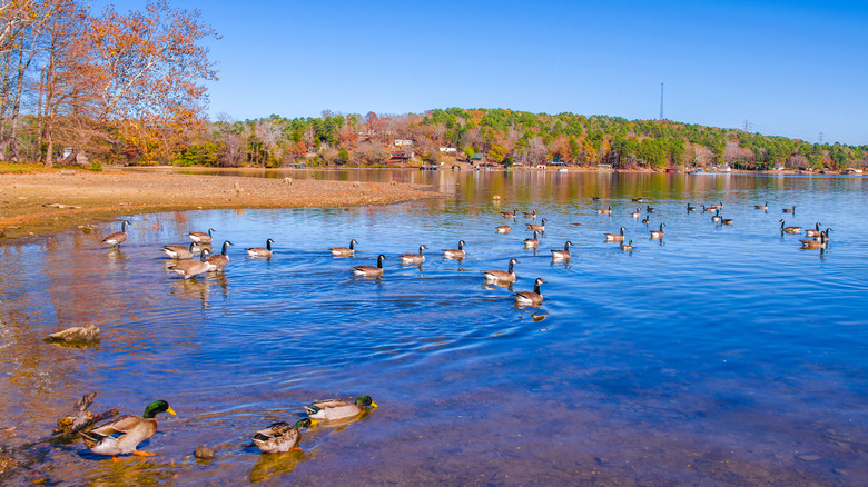 Ducks swimming in Lake Catherine