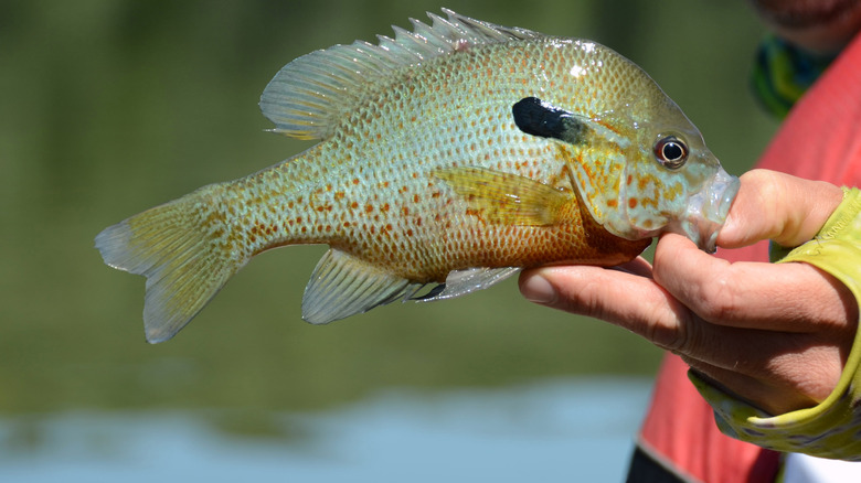 A redbreast sunfish being held by its mouth