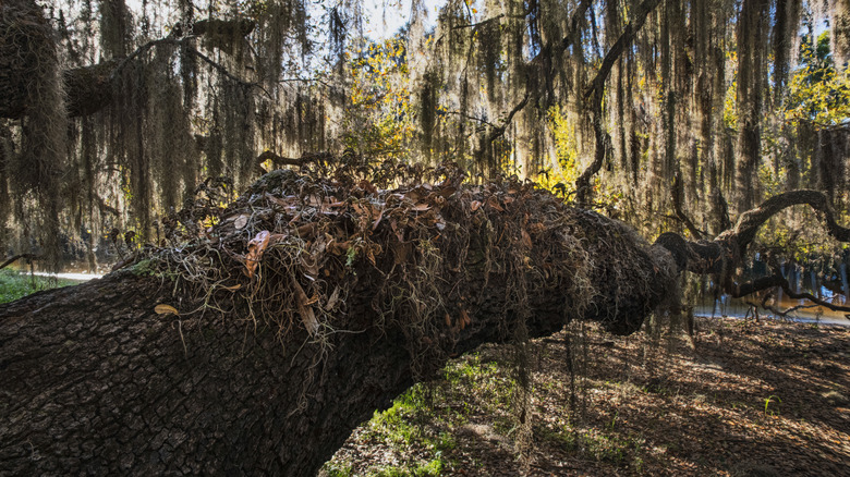 A moss-draped live oak on the bank of the Econlockhatchee River in Florida