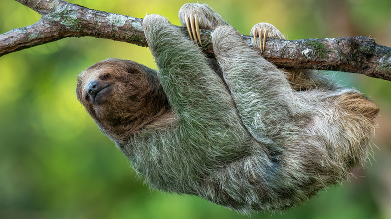 A brown sloth commonly found in Central and South America hanging from a tree