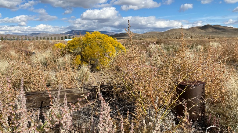 Abandoned farm and shrubbery near Yerington, Nevada