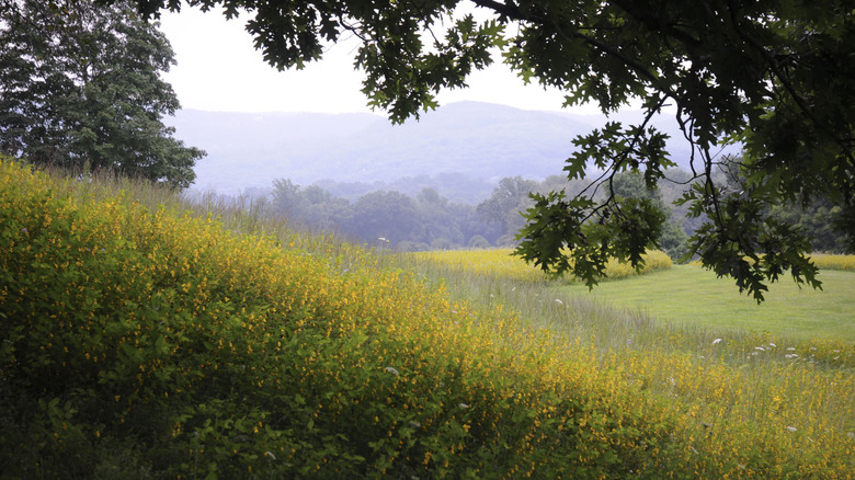 Storm King in the summer