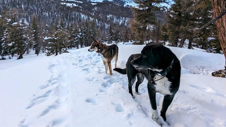 Two dogs standing in a snowy forest