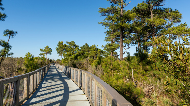 Gordons Pond Trail at Cape Henlopen State Park in Delaware