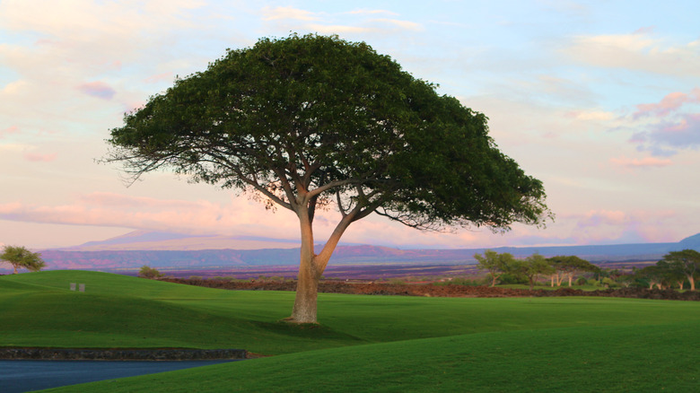 A tree on the golf course at Four Seasons Resort Hualalai