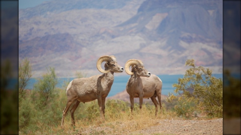 Bighorn sheep in Hemenway Park in Boulder City, Nevada