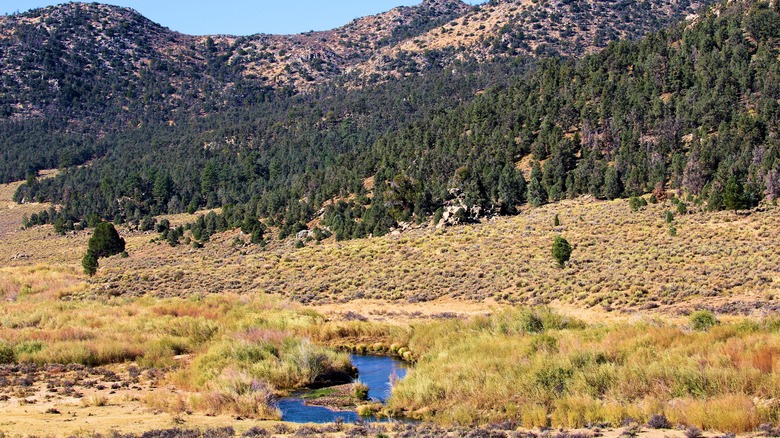 River Fork Ranch Preserve in the Sierra Nevada landscape